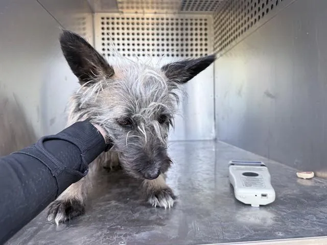 A young small-sized female Cairn Terrier dog named Nina for adoption in Phoenix, AZ
