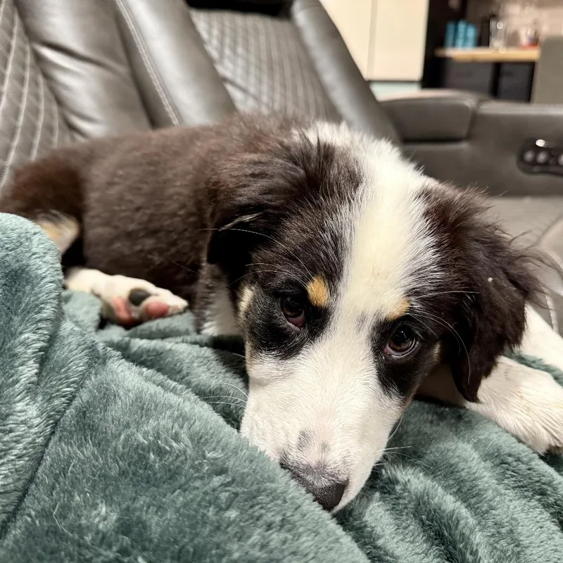A baby small-sized female Black Mixed Breed dog named Bazooka for adoption in Bismarck, ND