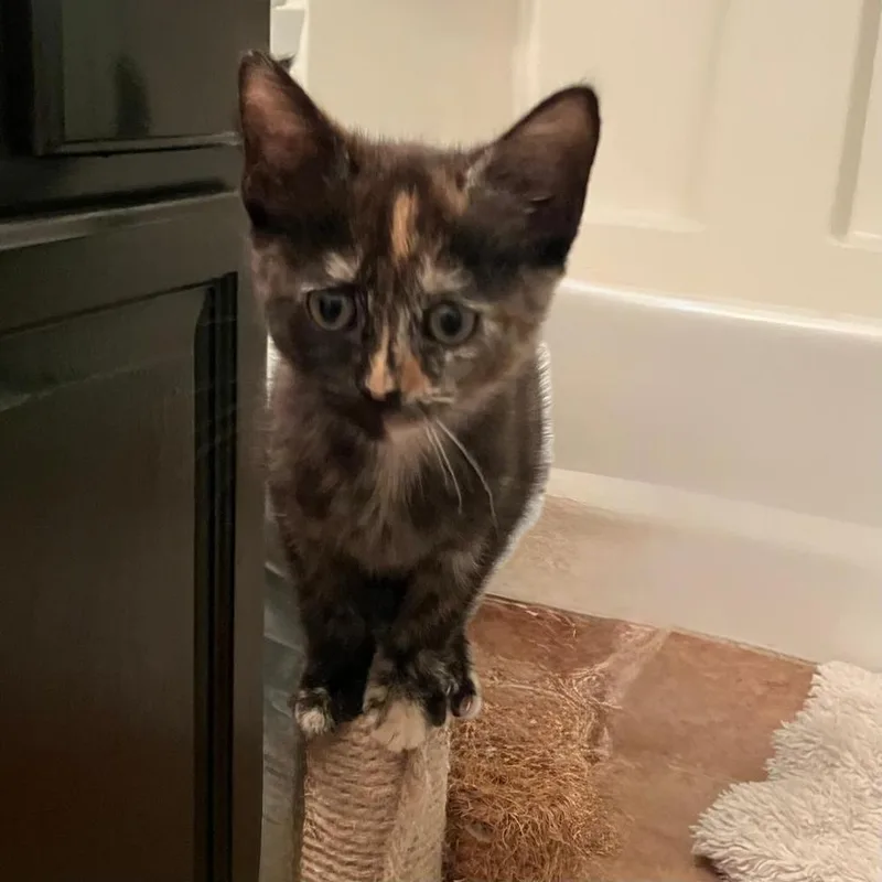 A baby medium-sized female Domestic Short Hair cat named Kisses for adoption in Candler, NC