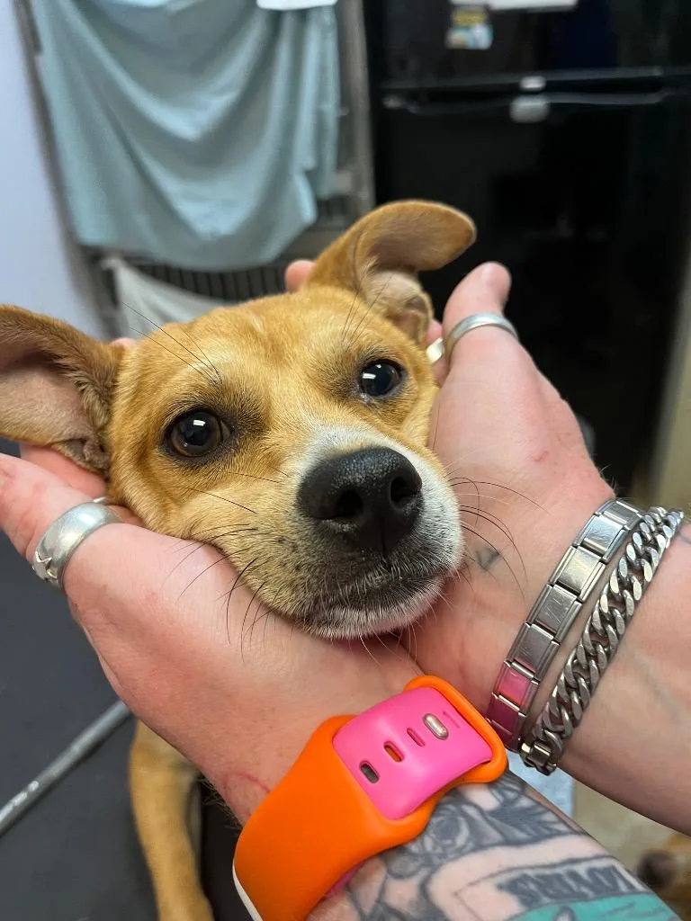 A young small-sized male Chihuahua dog named Tweedle Dee for adoption in New Braunfels, TX