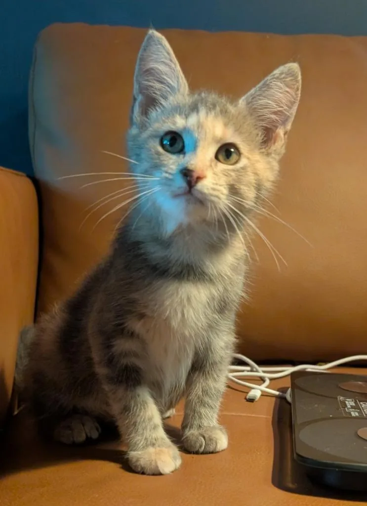 A baby medium-sized female Domestic Short Hair cat named Misty for adoption in Fort Oglethorpe, GA