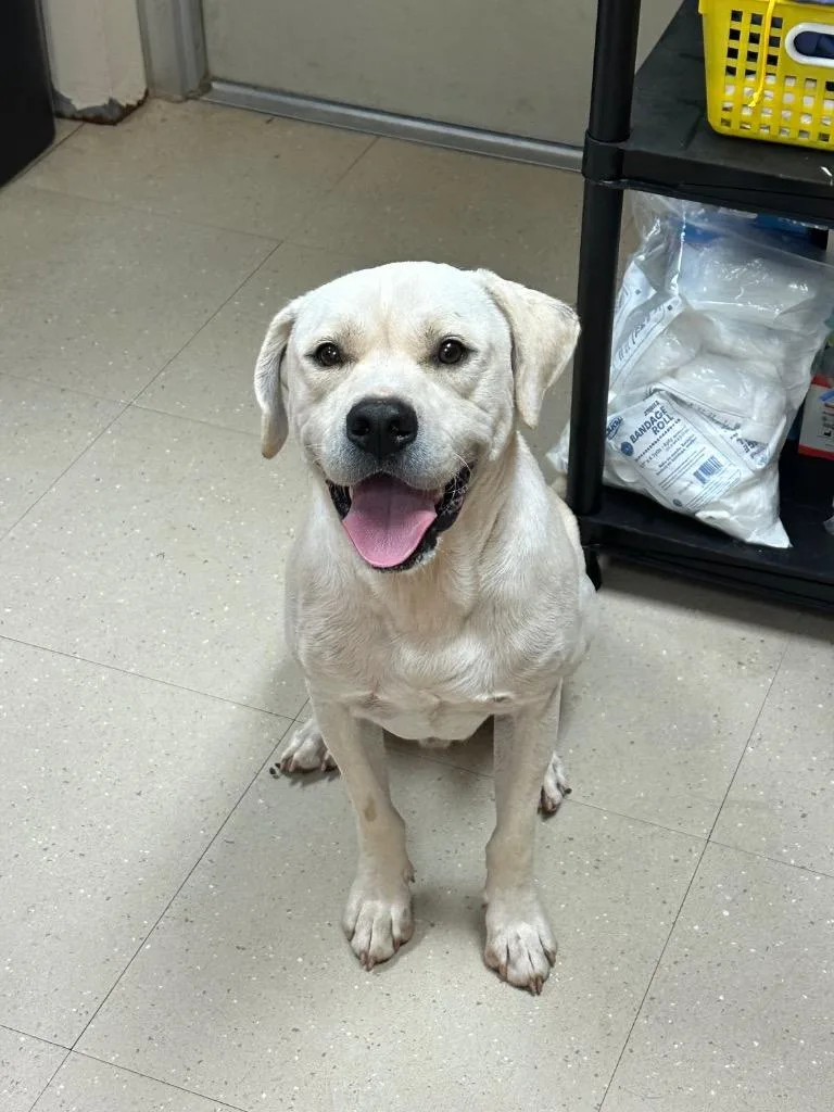 A young large-sized male Mixed Breed dog named Mellow for adoption in Bossier City, LA