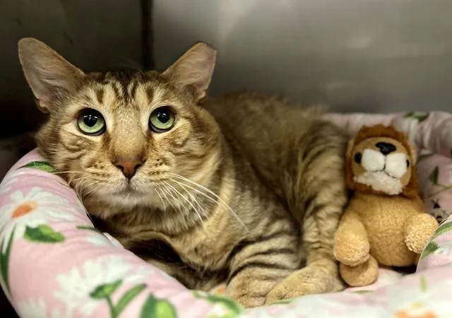 A young medium-sized male Domestic Medium Hair cat named Tamir for adoption in York, SC