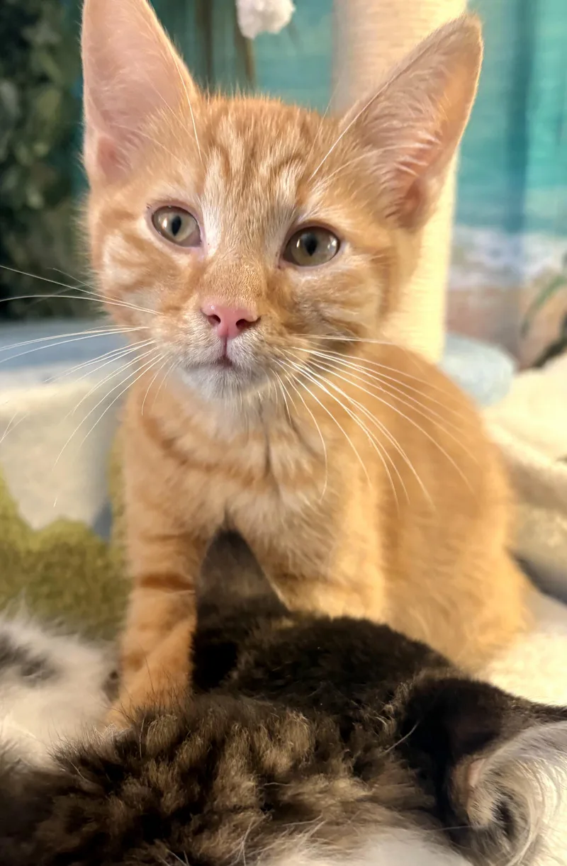 A baby medium-sized male Orange & White Domestic Short Hair cat named Luke Skywalker for adoption in Beaverton, OR