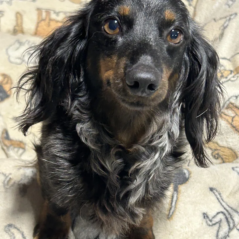 An adult small-sized female Bicolor Miniature Dachshund dog named Carla great dog for adoption in Antwerp, OH