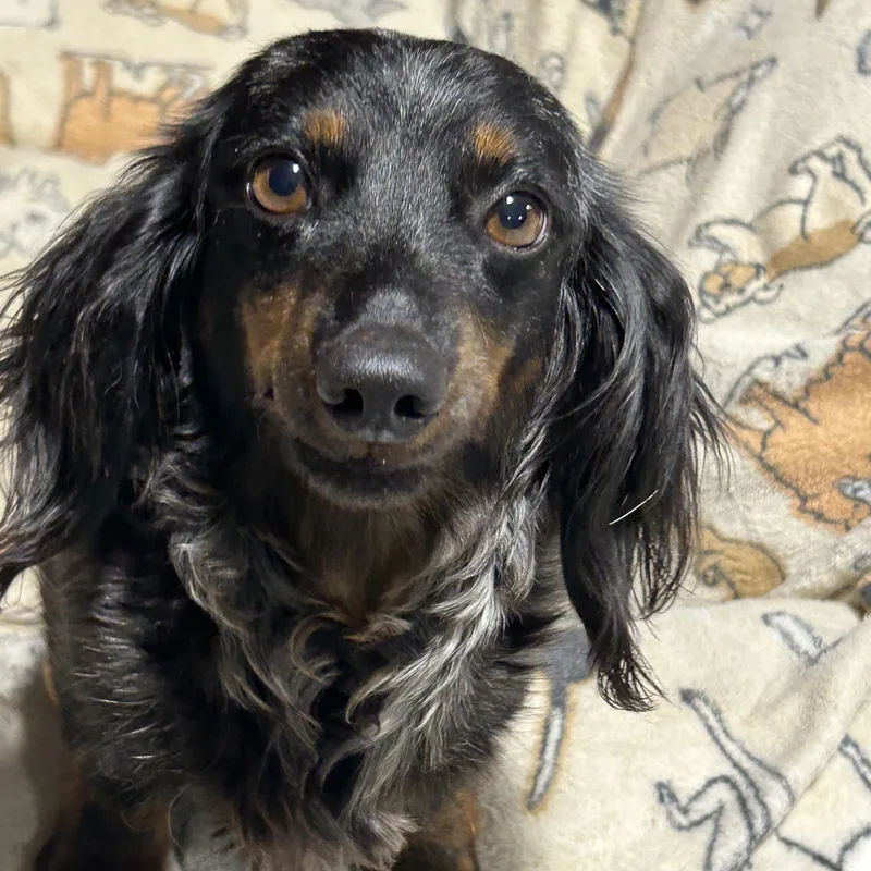 Carla great dog thumbnail 4