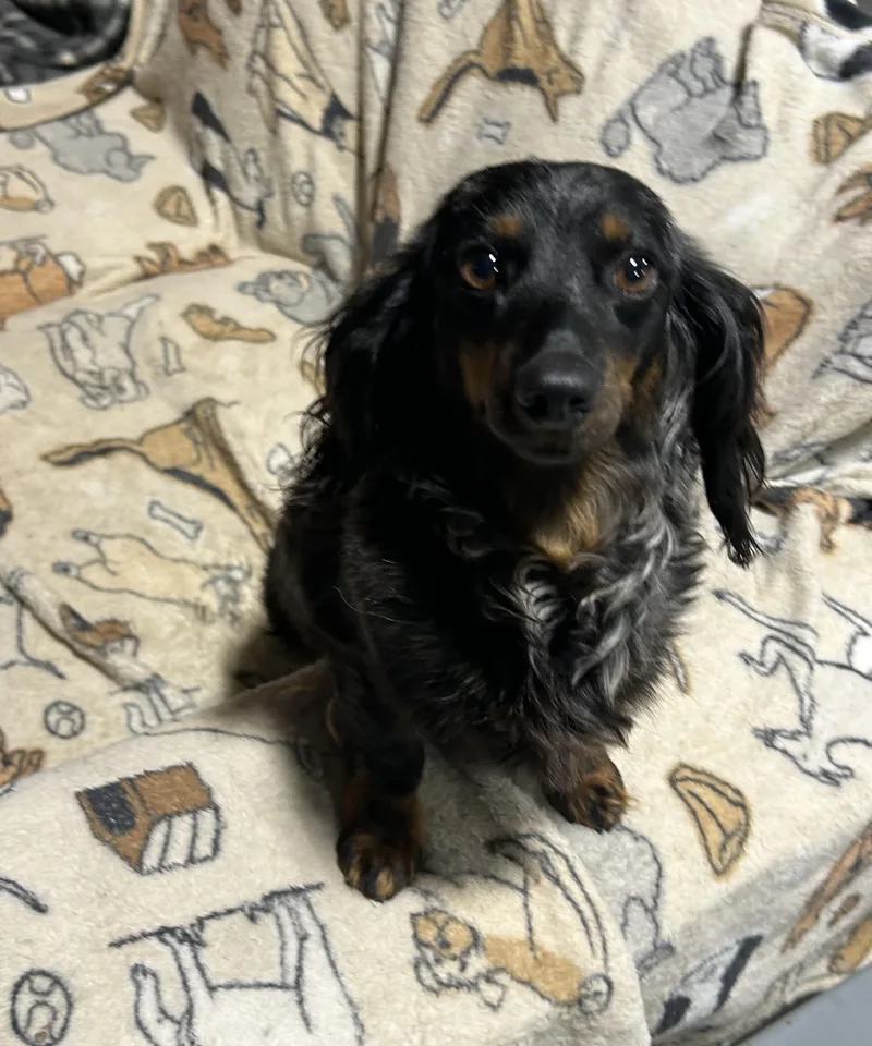 Carla great dog thumbnail 5