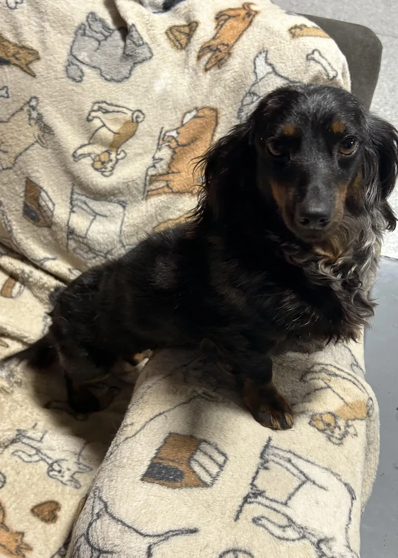 Carla great dog thumbnail 6