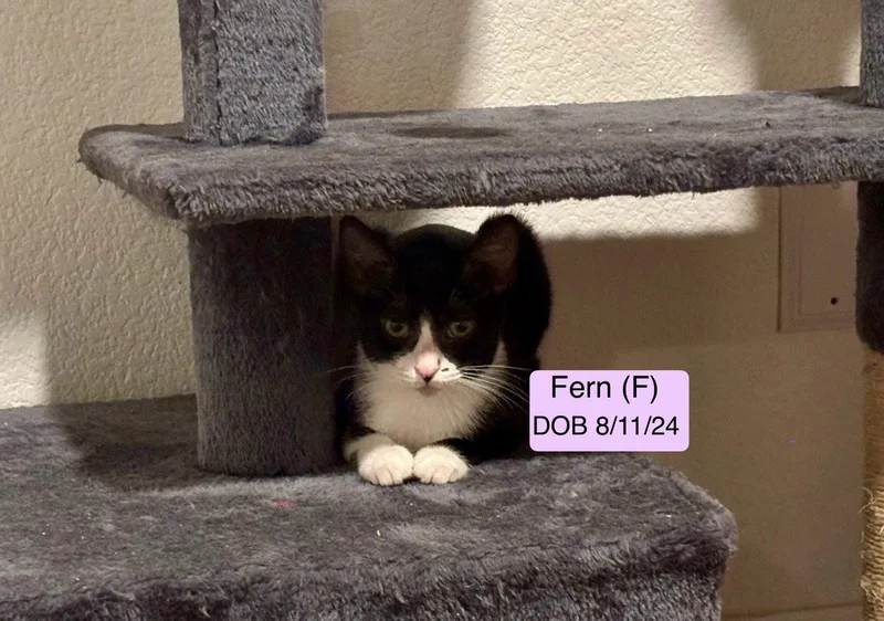 A baby medium-sized female American Shorthair cat named Fern for adoption in Vacaville, CA