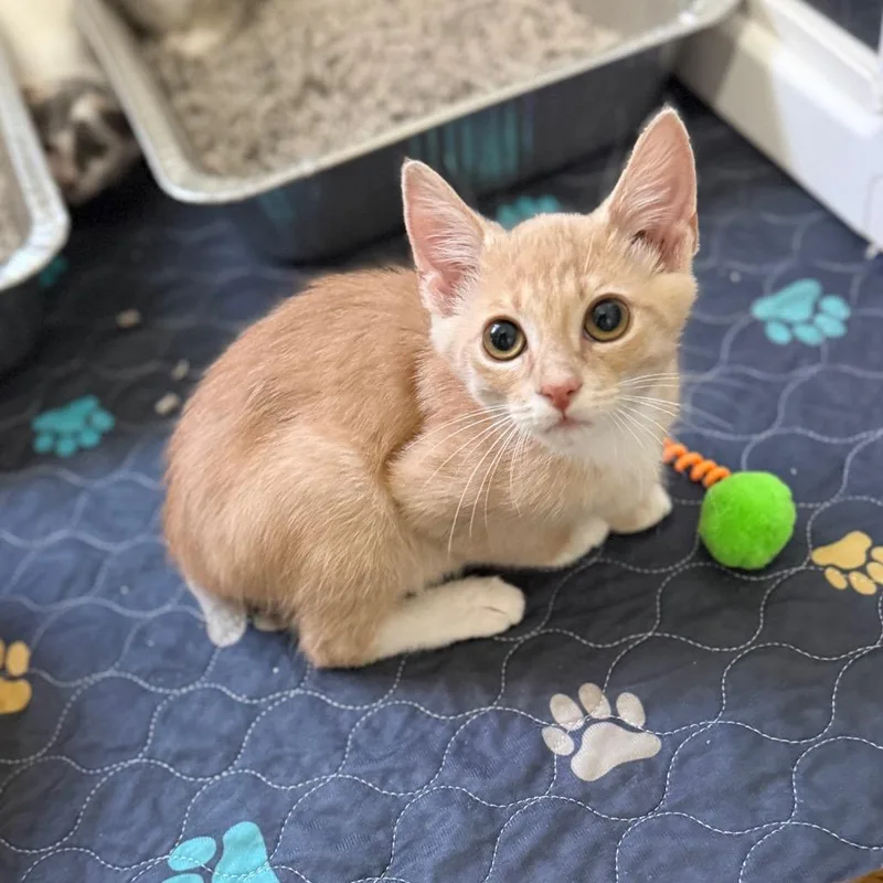 A baby small-sized male Orange / Red Domestic Short Hair cat named BopIt for adoption in Port Neches, TX