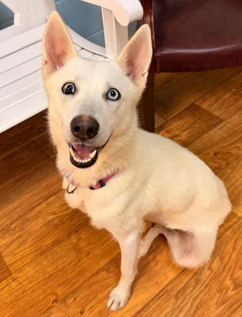 A young medium-sized female Mixed Breed dog named Winter Daze for adoption in Ocala, FL