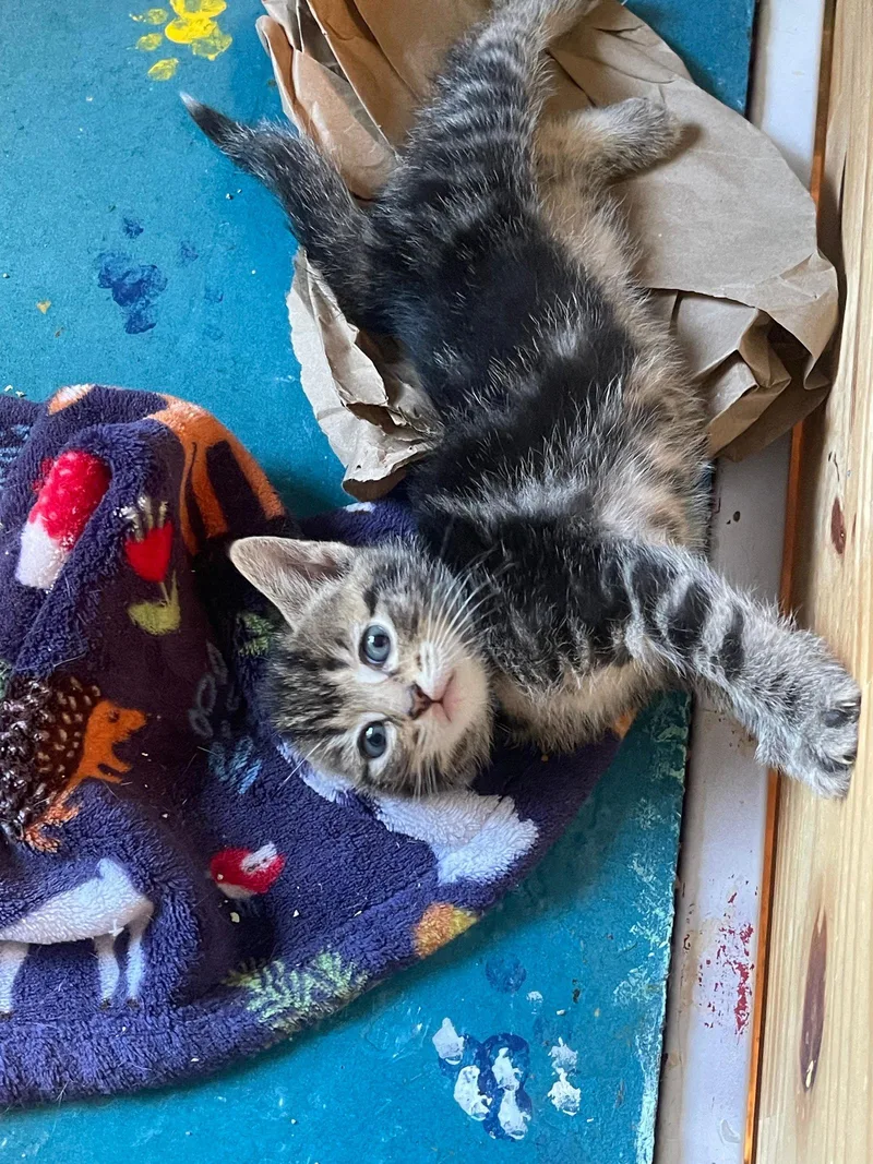 A baby medium-sized female Tabby cat named Couga for adoption in Flint Hill, VA