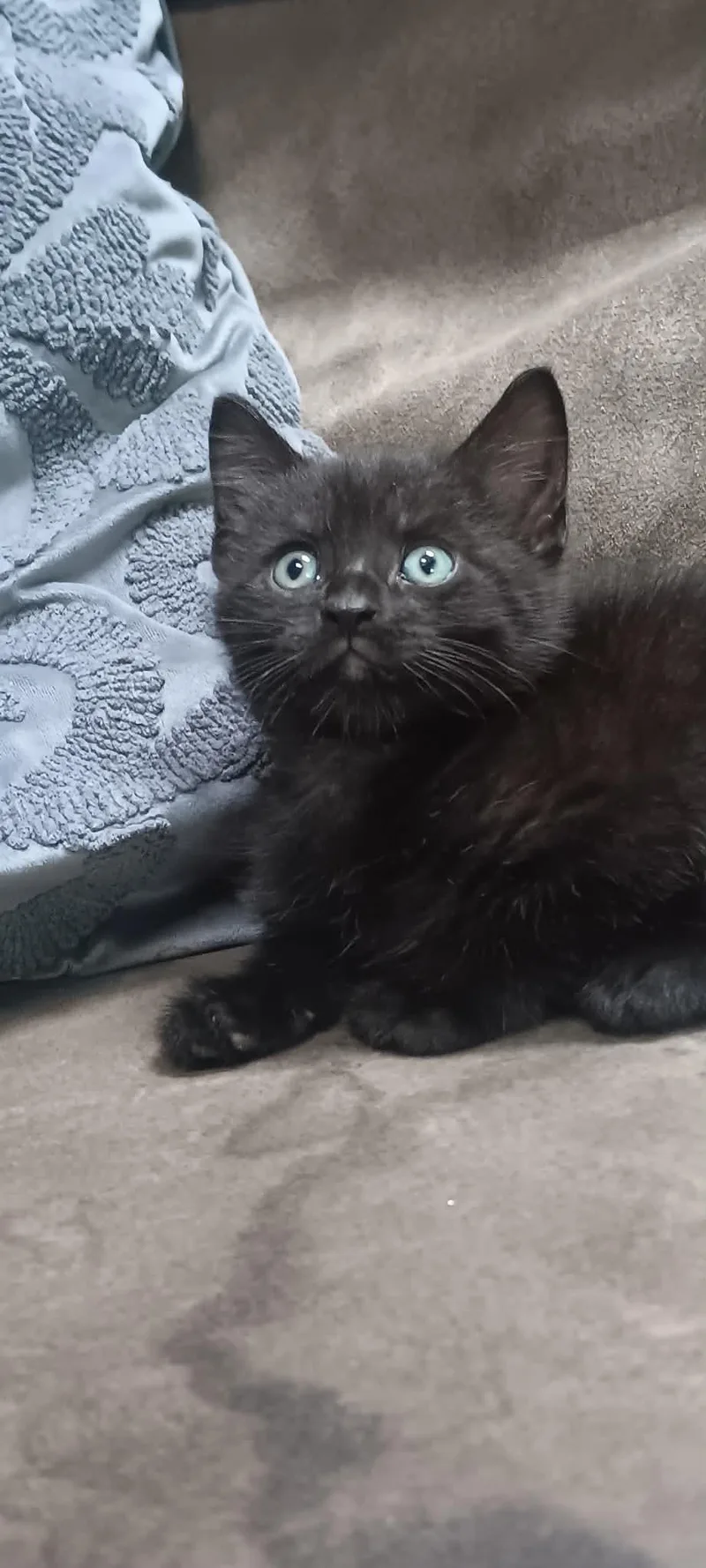 A baby medium-sized male Domestic Short Hair cat named Boston for adoption in Westfield, MA