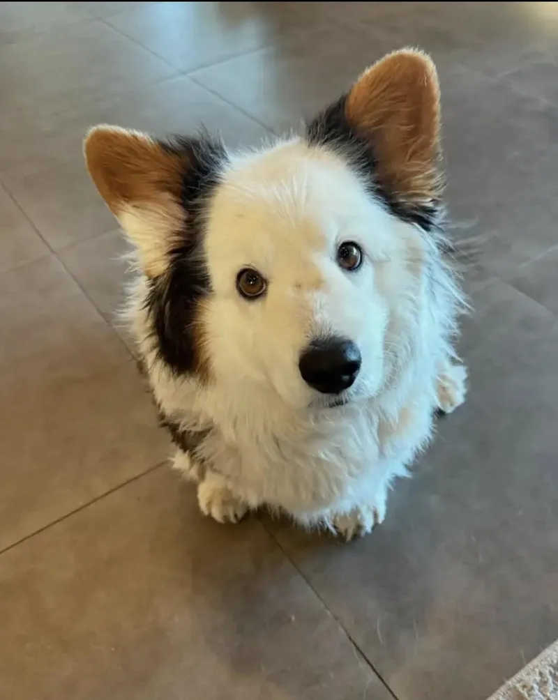 A young small-sized male Corgi dog named Buddie for adoption in Newmanstown, PA