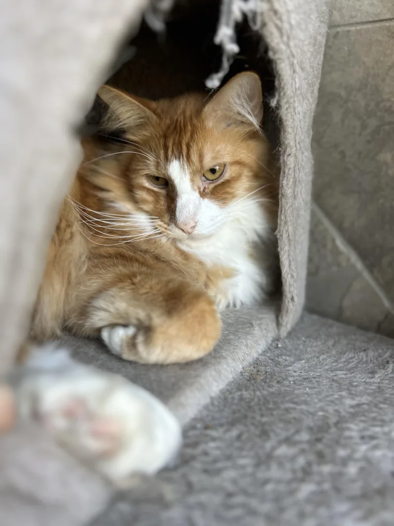 An adult large-sized male Orange & White Domestic Long Hair cat named Ben for adoption in Seguin, TX