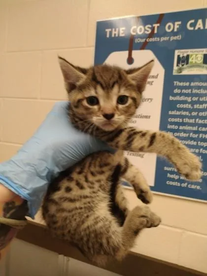A baby small-sized female Domestic Short Hair cat named Iris for adoption in Palm Coast, FL