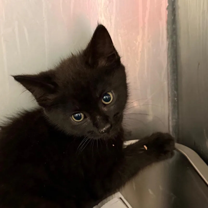 A baby small-sized male Black Domestic Short Hair cat named Mike for adoption in Ruckersville, VA