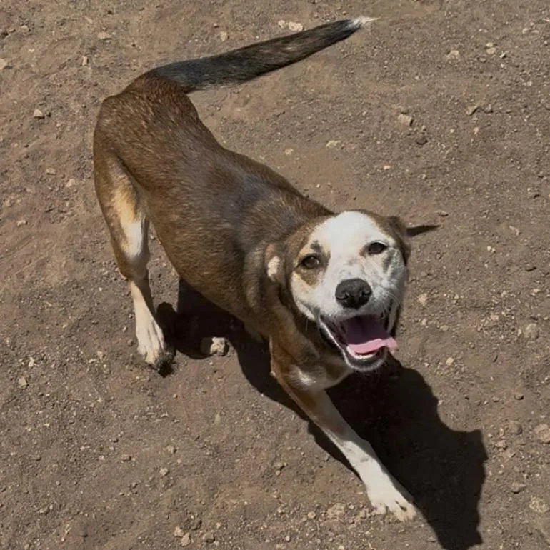 A young small-sized female White / Cream Cattle Dog dog named Persimmon for adoption in Flagstaff, AZ