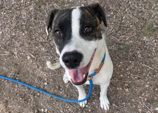 A young medium-sized female Pit Bull Terrier dog named De'Mora Mo'Nae for adoption in Colorado Springs, CO