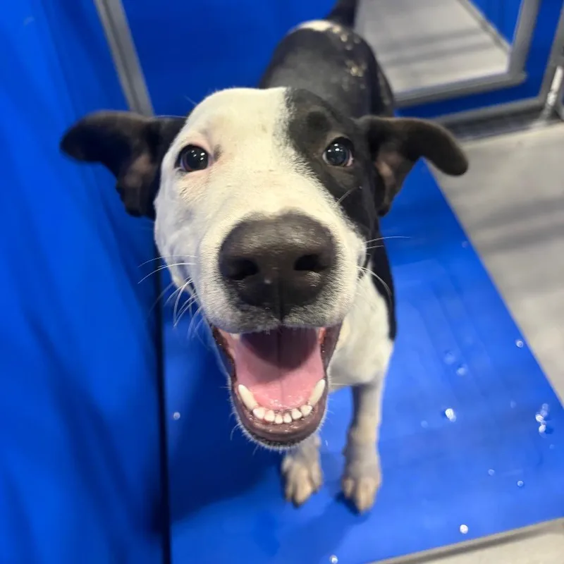 A young medium-sized male Mixed Breed dog named Spot KCAC for adoption in Kerrville, TX