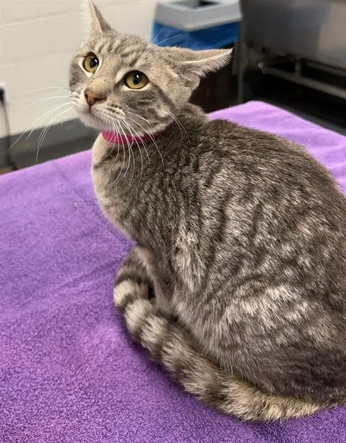 A young small-sized female Domestic Short Hair cat named Peach for adoption in Peoria, IL