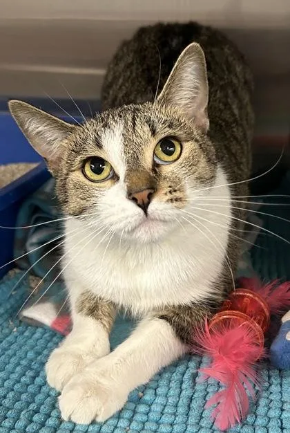 An adult small-sized female Domestic Short Hair cat named Sassy for adoption in Phoenix, AZ