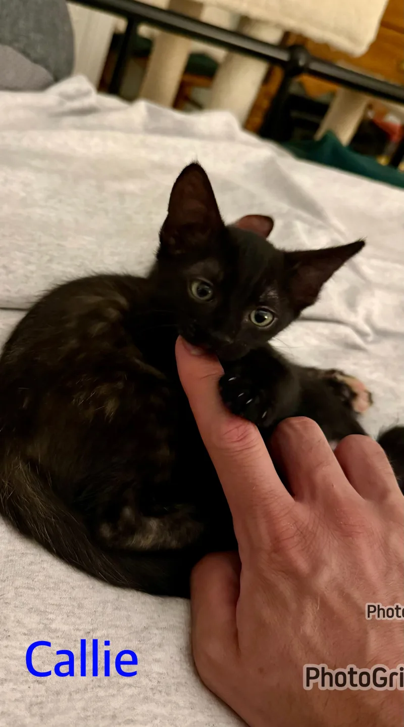 Callie