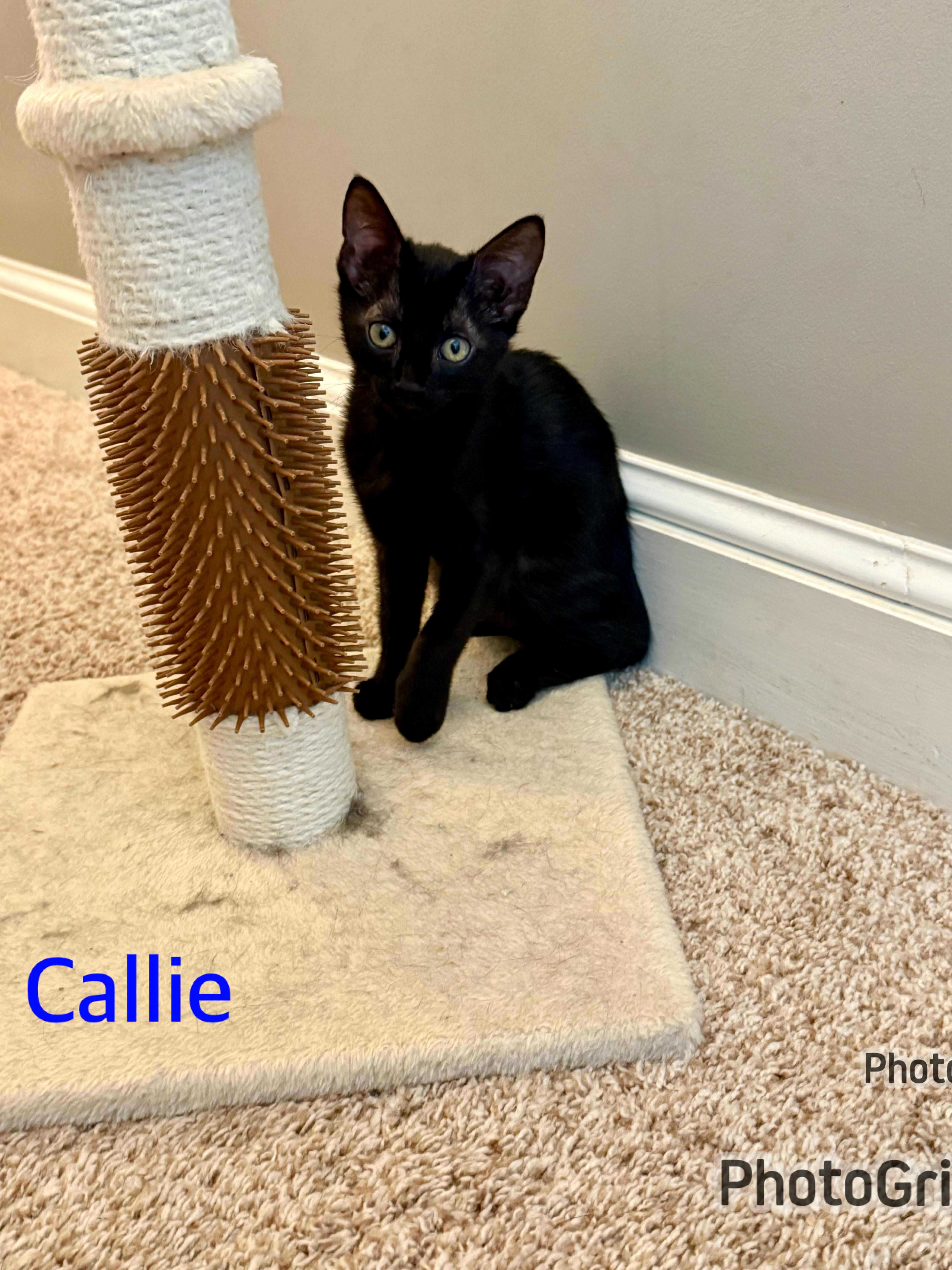 Callie thumbnail 2