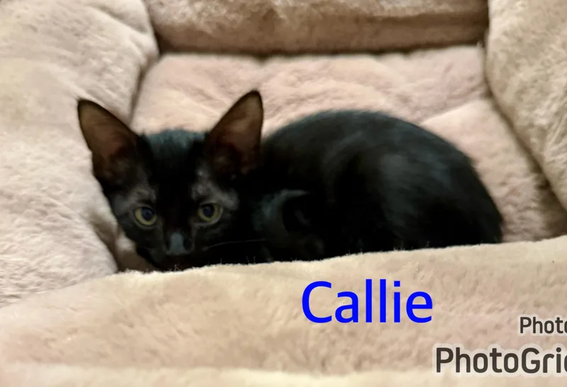 Callie thumbnail 4