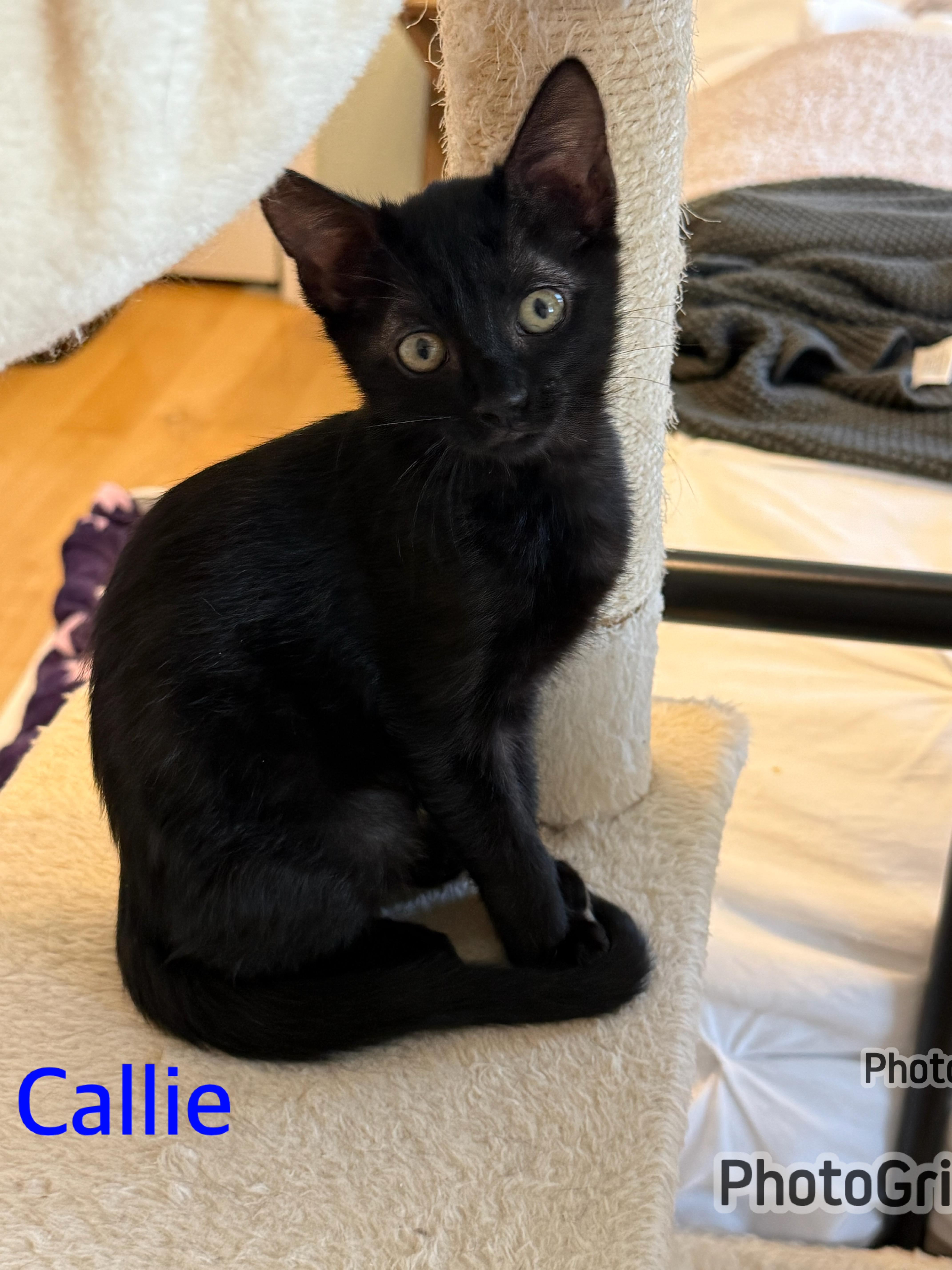 Callie thumbnail 5