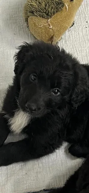 Gino
