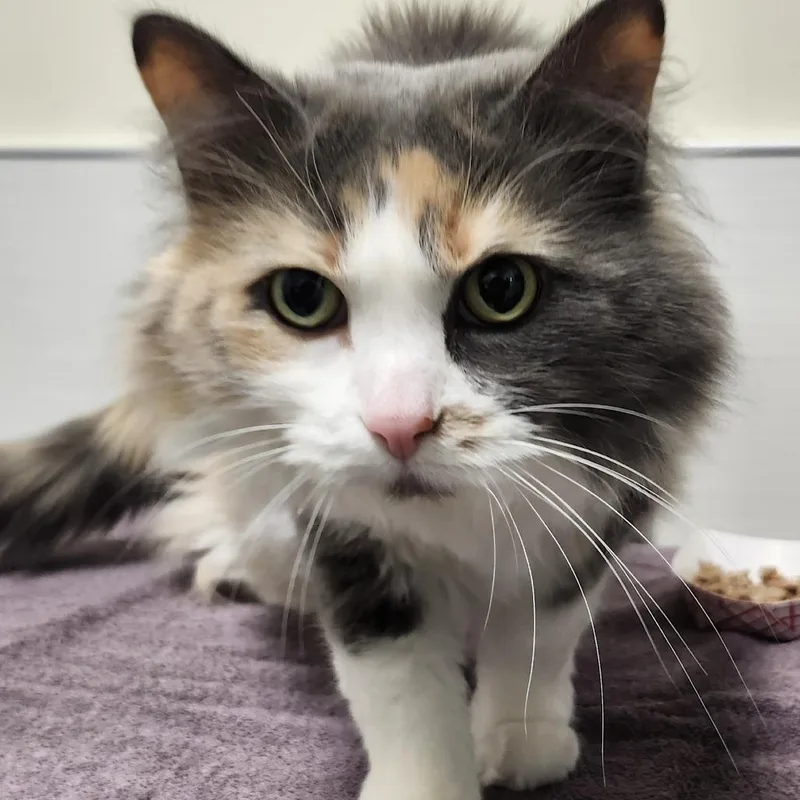 June Bug thumbnail 2