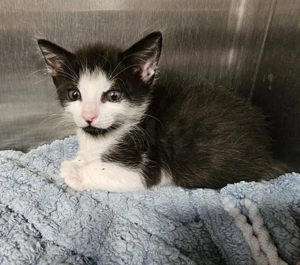 A baby small-sized male Domestic Short Hair cat named Elvis  Bonded W for adoption in Silverdale, WA