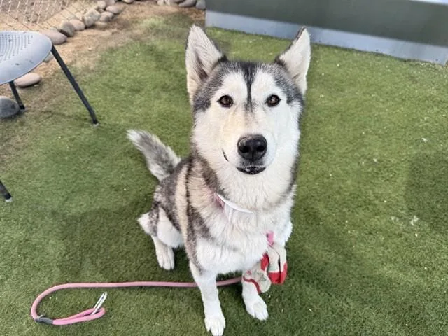 A young large-sized female Siberian Husky dog named Siri for adoption in Phoenix, AZ