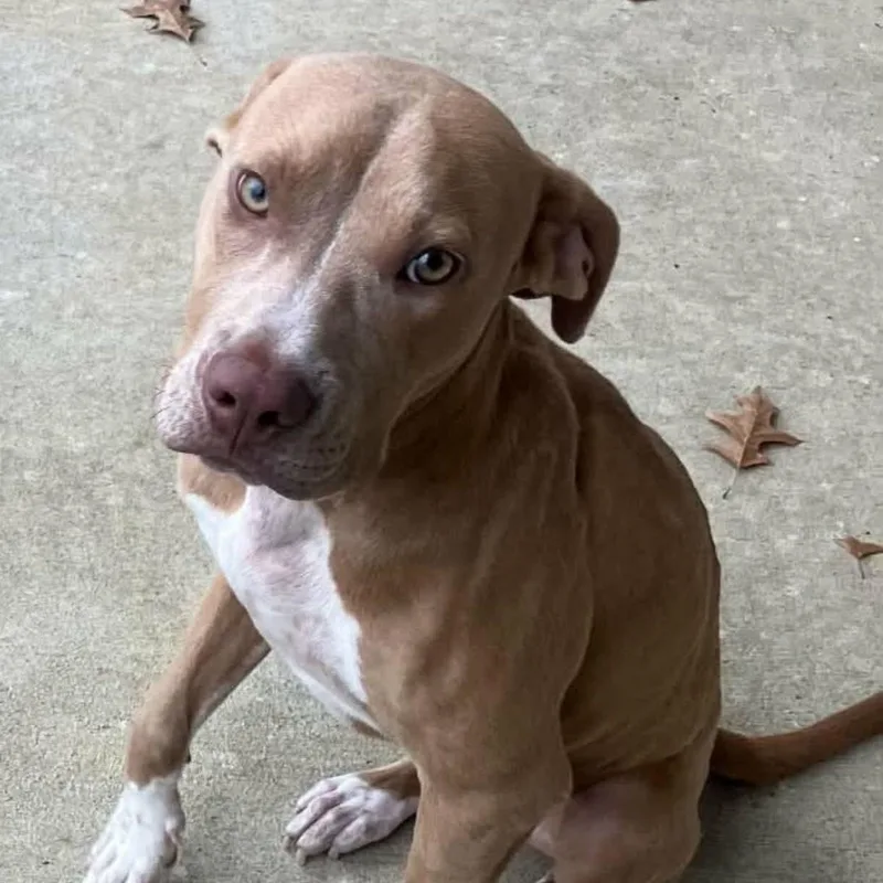 A baby medium-sized female American Staffordshire Terrier dog named Dusty for adoption in Williston, VT