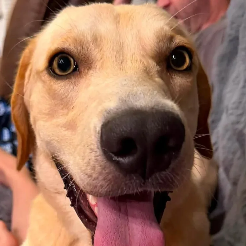 A young medium-sized male Apricot / Beige Yellow Labrador Retriever dog named Finn for adoption in Springfield, MO