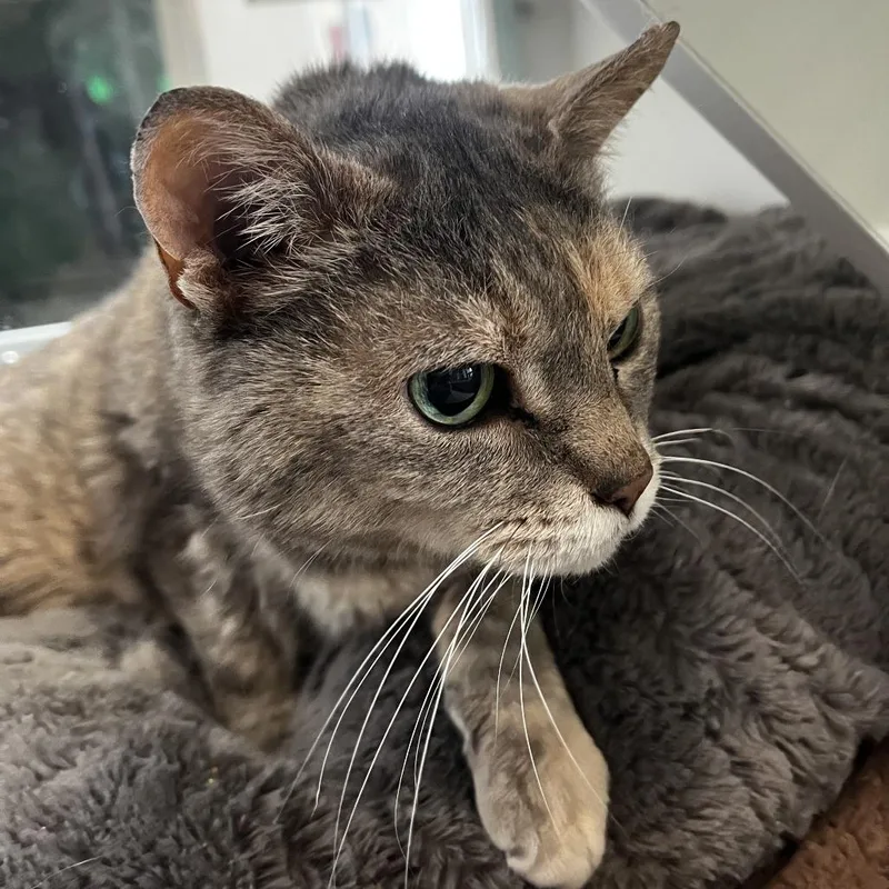 A senior medium-sized female Tortoiseshell Domestic Short Hair cat named Bon Bon for adoption in Oak Park, IL
