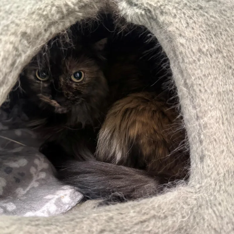 Coco