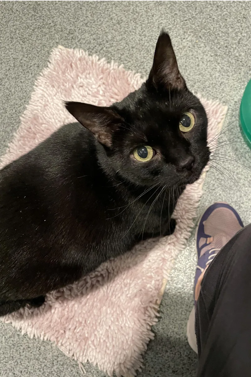 An adult large-sized female Black Domestic Short Hair cat named Lily for adoption in Lincoln, NE