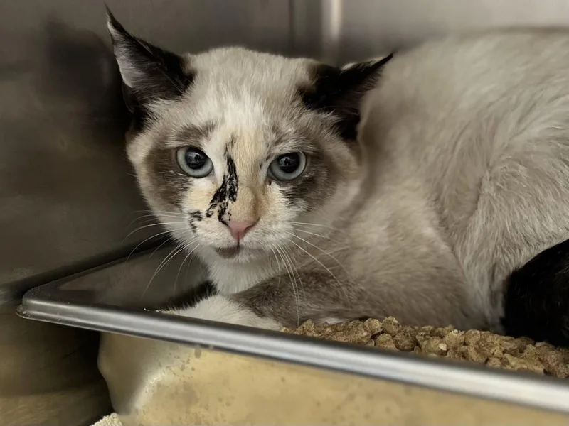 A young medium-sized female Buff / Tan / Fawn Domestic Short Hair cat named Ivy for adoption in Hilton Head Island, SC