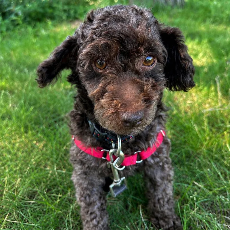 An adult small-sized male Poodle dog named Bjorn for adoption in Hartland, WI