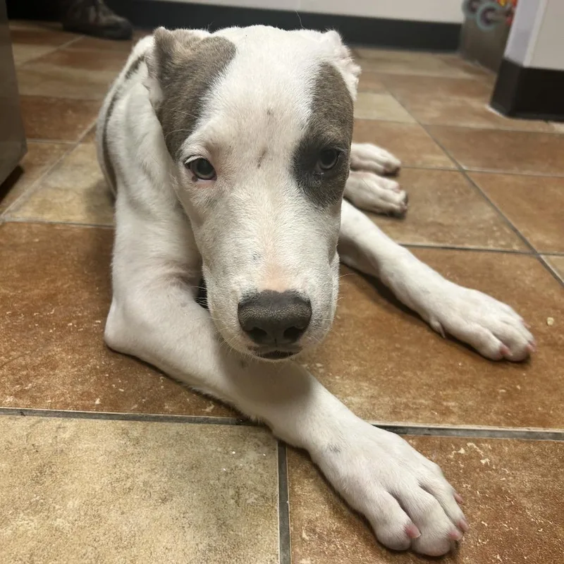 A young medium-sized male White / Cream Mixed Breed dog named FWT Pogo for adoption in Midland, TX