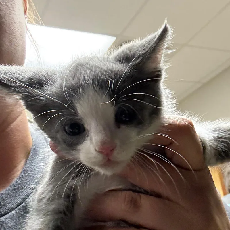 A baby medium-sized female Gray & White Domestic Medium Hair cat named Magenta for adoption in Cumberland, RI