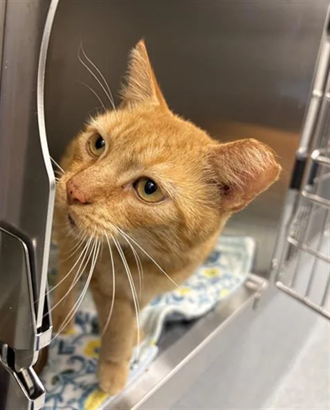 A senior small-sized male Domestic Short Hair cat named Meelo for adoption in Indianapolis, IN