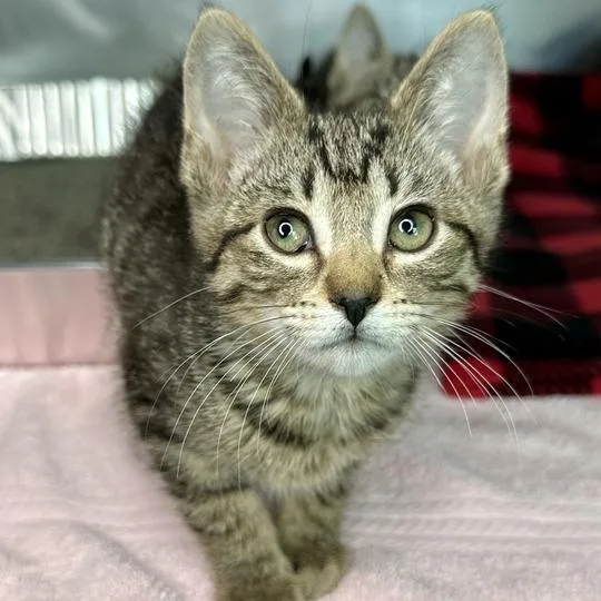 A baby small-sized male Brown / Chocolate Domestic Short Hair cat named Veggie Burger for adoption in Matteson, IL
