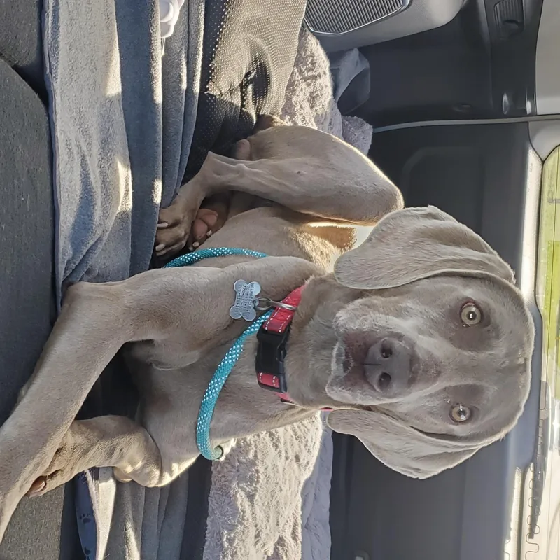 Marshall thumbnail 2