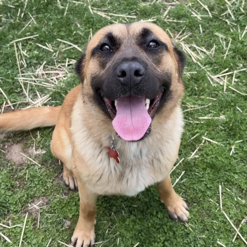 A young medium-sized female Shepherd dog named Gabby for adoption in Valparaiso, IN