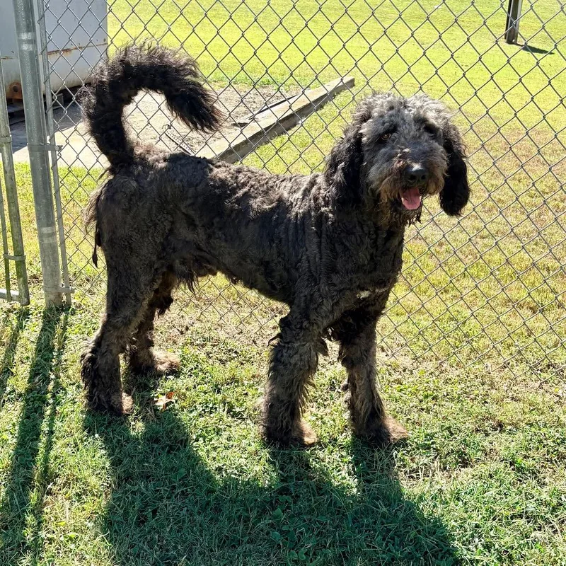 An adult large-sized male Standard Poodle dog named Bernie for adoption in Saint Louis, MO