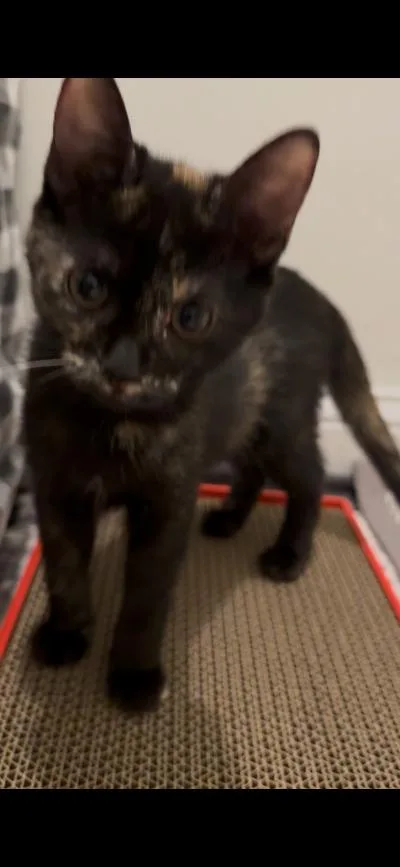 A baby medium-sized female Tortoiseshell Domestic Short Hair cat named Zsa Zsa Gapurr for adoption in Mokena, IL