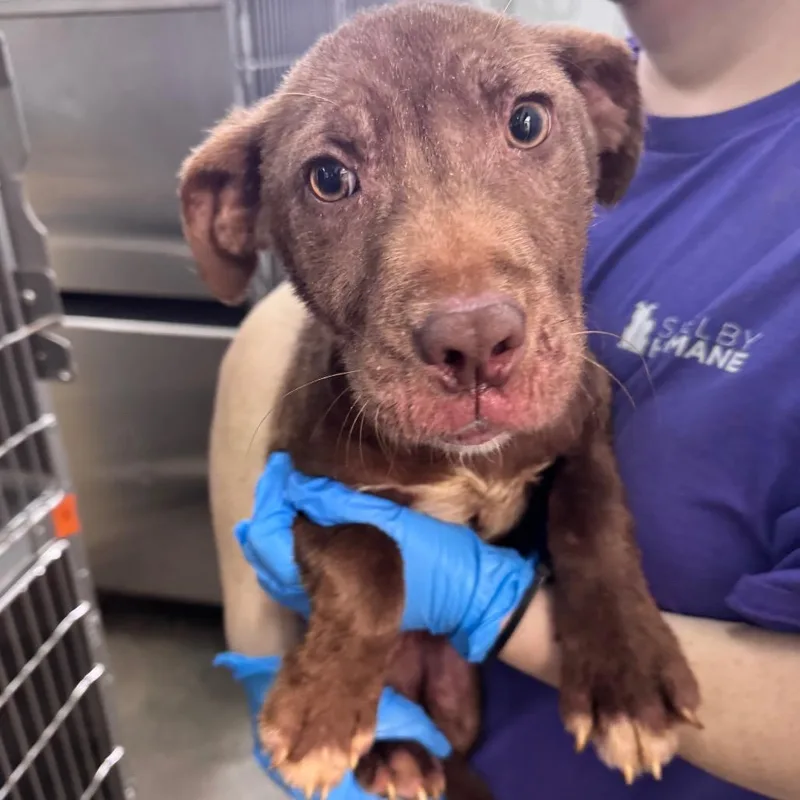 A baby small-sized male Brown / Chocolate Mixed Breed dog named Rocky for adoption in Columbiana, AL
